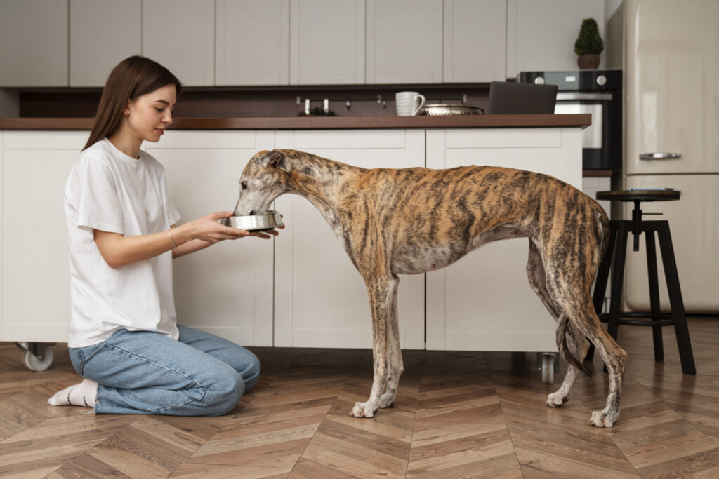 woman feeding pet greyhound water