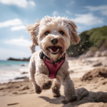 Cavoodle in a pink leash running on the sandy beach in Australia - Knose
