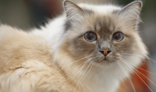 Photo of a Birman cat - Cat insurance in Australia- Knose
