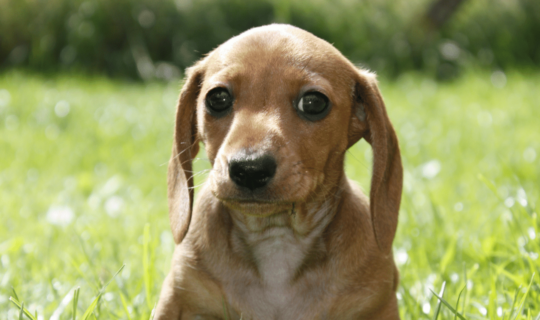 Photo of a miniature dachshund - Knose