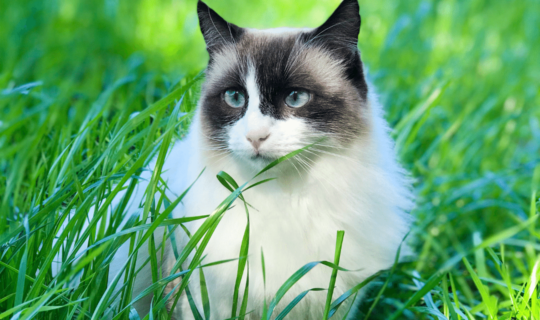 Photo of a ragdoll cat - Knose