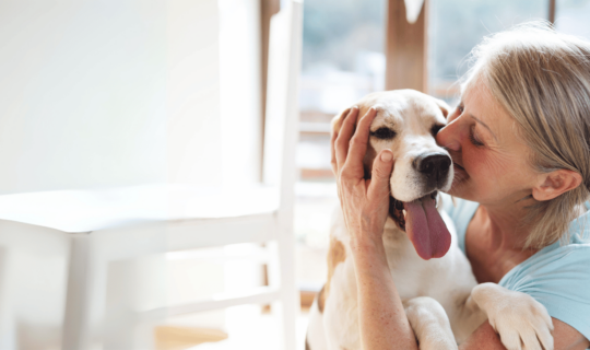 10 Ways to Engage Your Dog Indoors 