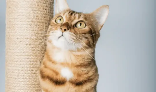 Domestic shorthair cat - Knose cat insurance claims