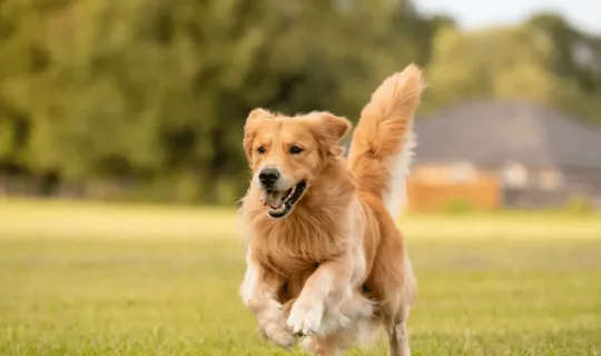 a golden retriever running in the park - knose dog insurance cover