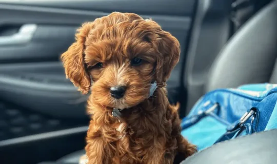 a miniature poodle puppy sitting in the car - knose dog insurance claim