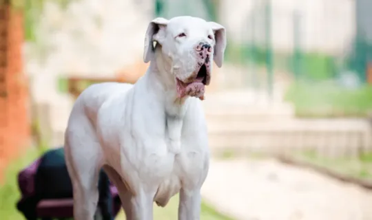 a white great dane dog - knose dog insurance claims