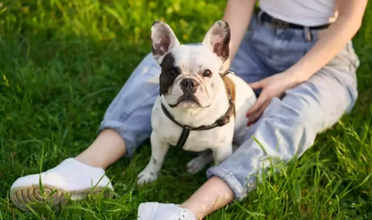 French bulldog enjoying the park with owner
