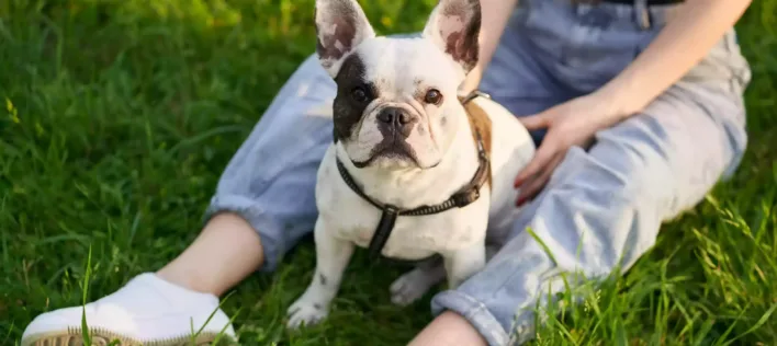 法国斗牛犬在公园里与主人一起享受时光