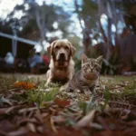Dog and kitten playing in the grass outdoors - Knose