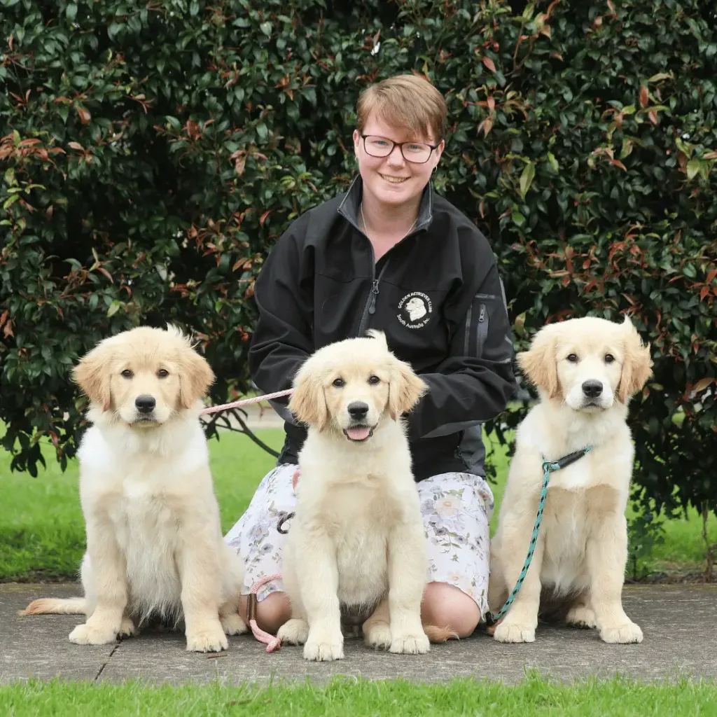 A woman standing behind 3 Golden Retriever puppies - Knose breeder partner