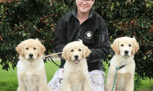 A woman standing behind 3 Golden Retriever puppies - Knose breeder partner