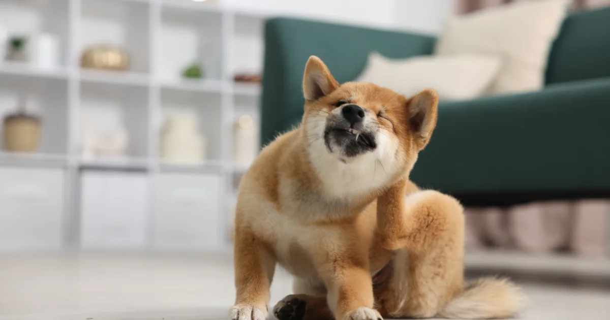 Small dog itching from ticks during tick season in Australia