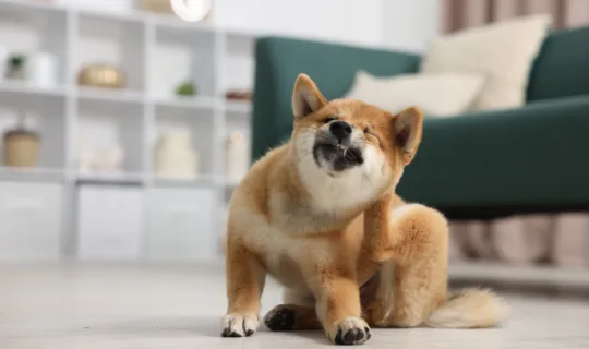Small dog itching from ticks during tick season in Australia