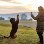 Consent based dog training with a Rottweiler dog
