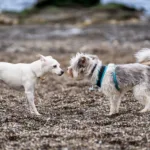 Two dogs meeting for the first time