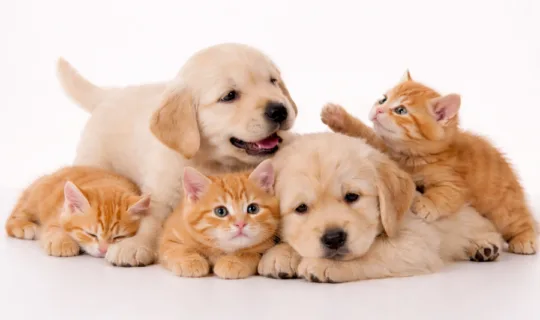 Two golden retriever puppies with three kittens