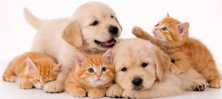 Support New Pet Owners with the Knose Breeder Partner Program