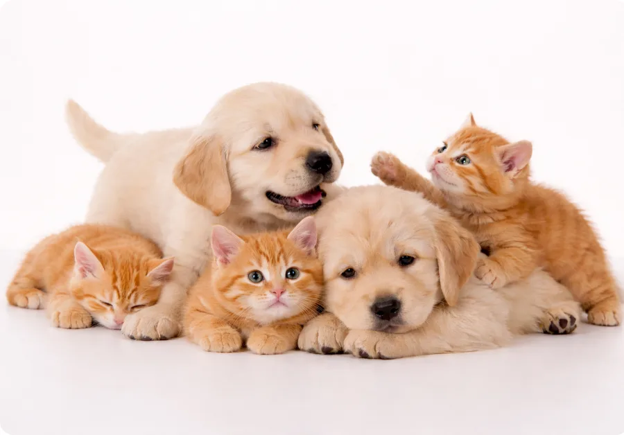 Two golden retriever puppies with three kittens